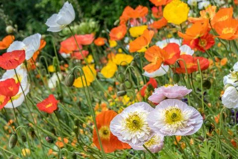 Yellow, orange, red and withe poppy in Trauttmansdorff botanical garden in Me Foto stock