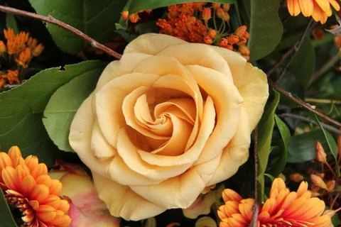 Yellow orange rose Stock Photos