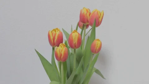 Yellow Orange Tulips close up Stock Footage 129180365