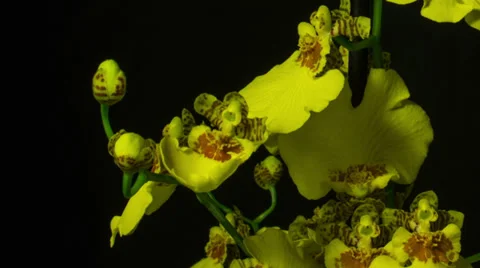 Yellow orchid 2 Stock Footage 32972735