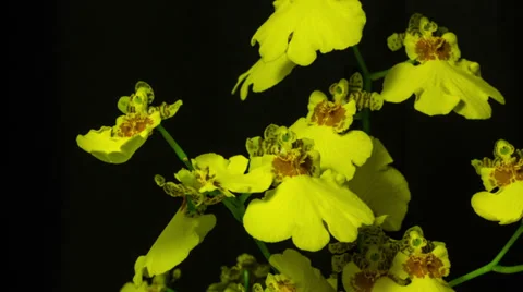 Yellow orchid 3 Stock Footage 32972763