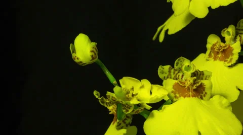 Yellow orchid 4 Stock Footage 32972448