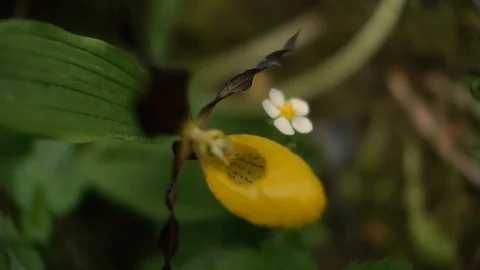 A yellow Orchid and a small white flower Stock Footage 123373261