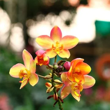 Yellow orchid for pattern and background Stock Photos