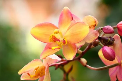 Yellow orchid for pattern and background Stock Photos