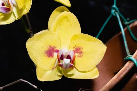 Yellow orchid Phalaenopsis hybrid Stock Photos