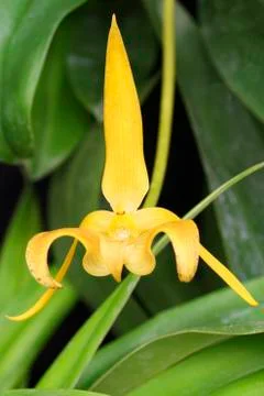 Yellow orchid Stock Photos