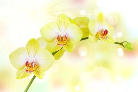 Yellow orchid Stock Photos