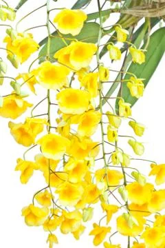 Yellow orchid Stock Photos