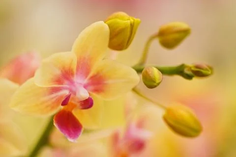 Yellow Orchid 스톡 사진