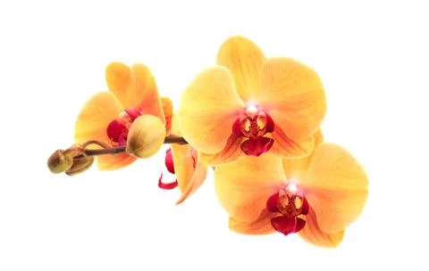 Yellow Orchid Stock Photos