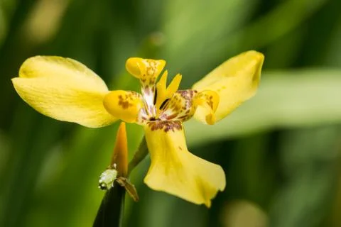 Yellow Orchid Stock Photos