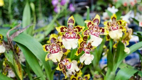 Yellow orchid Stock Photos