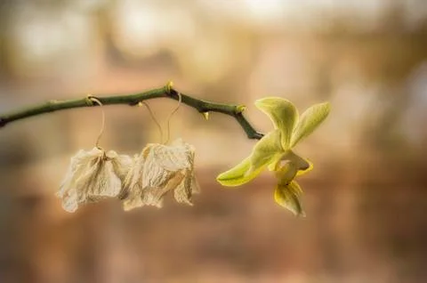 Yellow orchid Stock Photos