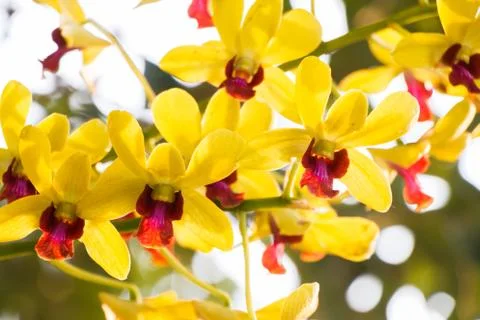 Yellow Orchid Stock Photos