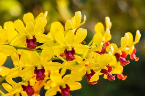 Yellow Orchid Stock Photos
