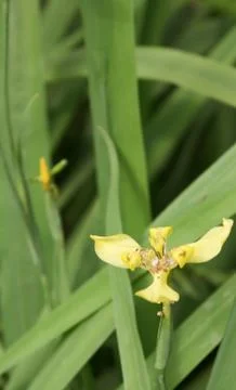 Yellow orchid Stock Photos