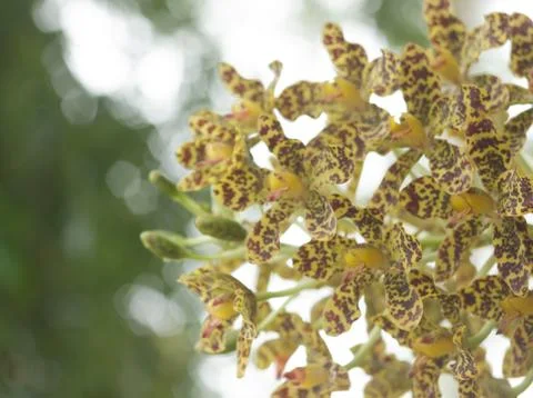 Yellow orchid Stock Photos
