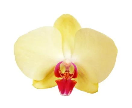 Yellow orchid Stock Photos