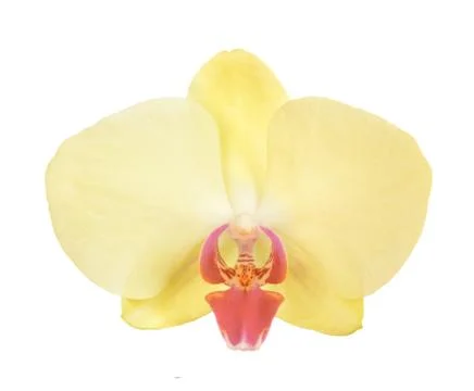 Yellow orchid Stock Photos