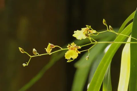 Yellow orchid Stock Photos
