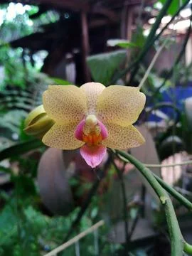 Yellow orchid Stock Photos