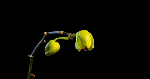 Yellow Orchid Time Lapse Stock Footage 89291981