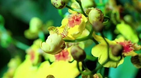 Yellow Orchid Timelapse Stock Footage 36360845