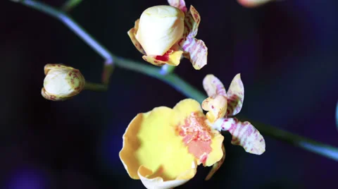 Yellow Orchid Timelapse Stock Footage 36362513