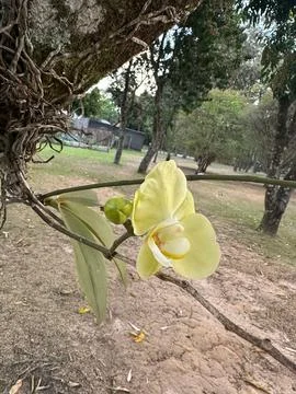 Yellow Orchid on Tree Stock Photos
