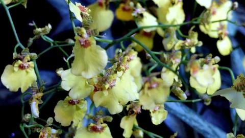 Yellow orchids buds Stock Photos