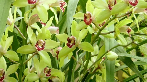 Yellow orchids Video stock 563569