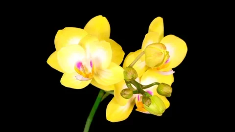 Yellow orchids opening on a black background Stock Footage 254891760