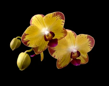 Yellow orchids Foto stock