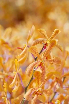 Yellow orchids Stock Photos