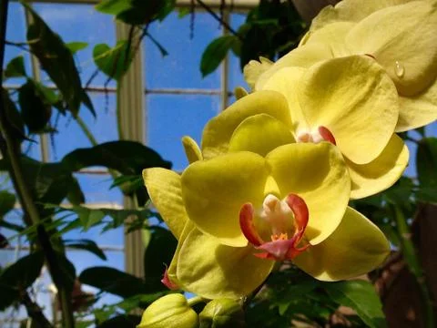 Yellow Orchids Stock Photos