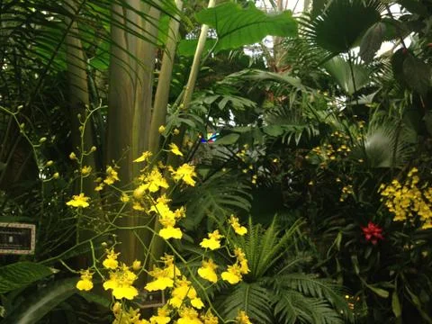 Yellow Orchids Stock Photos