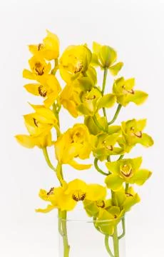 Yellow orchids Stock Photos