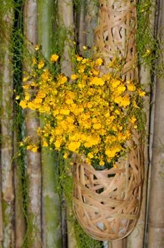 Yellow Orchids Stock Photos