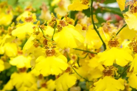 Yellow Orchids Stock Photos
