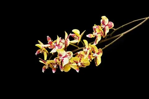 Yellow orchids 库存照片