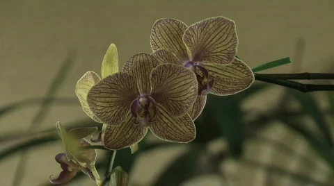 Yellow orchids with purple Video stock 762745