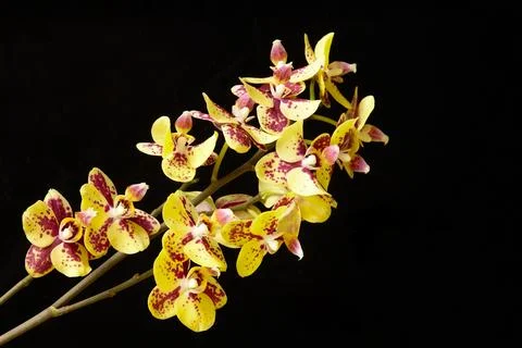 Yellow orchids with red speckled patterns 库存照片
