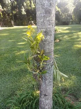 Yellow Orchids on Tree Foto stock