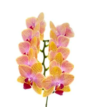 Yellow Orchids on White Stock Photos