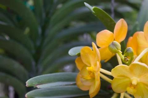 Yellow orchids(vanda) Stock Photos