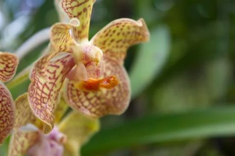 Yellow orchids(vanda) Stock Photos