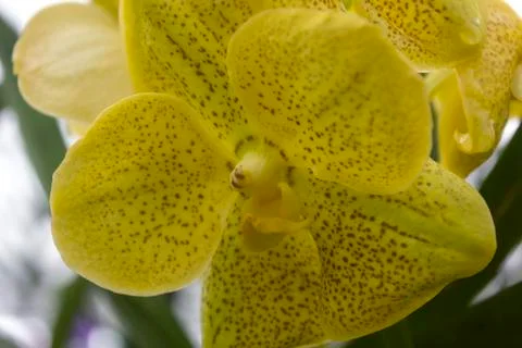 Yellow orchids(vanda) Stock Photos