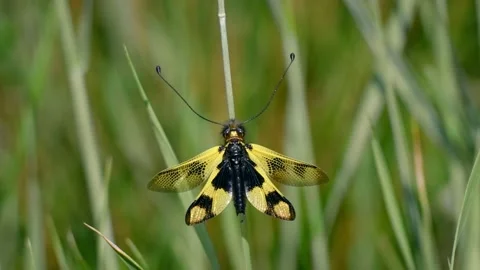 Yellow owlfly Libelloides macaronius, a strange European insect Stock-Footage 150402162