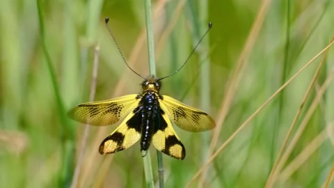 Yellow owlfly Libelloides macaronius, a strange European insect Vídeo Stock 150402365